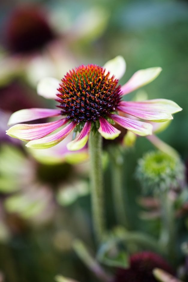 coneflower 'Green Envy'